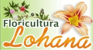 Floricultura Lohana Flores