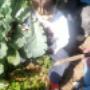Enviado por visitante em 17/08/2016