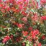 Enviado por visitante em 17/08/2016