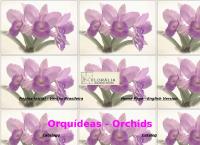 Site do Florália Orquidários Reunidos Ltda