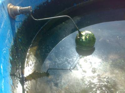 PESTCLEAN-LIMPA-SUA-CAIXA