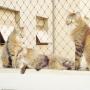 Redes de proteção para animais