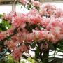 Azaléia e outras flores