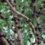 Jabuticabeira e outras Árvores Frutiferas