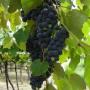 Pés de Uva e outras Plantas Frutíferas