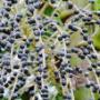 Árvore Frutifera - Açaí