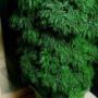 Árvore da Felicidade - Plantas Ornamentais