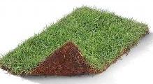 Platium Grass