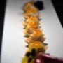 Gastronomia Yano