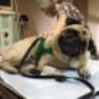 Plantão Veterinário Hospital (81) 3236-2190