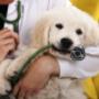 Plantão Veterinário Hospital (81) 3236-2190
