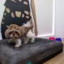 Pet Friendly