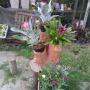 Horto Souza Ramos plantas e vasos em Maricá