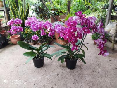 Plantas-e-vasos