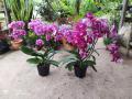 Acabamos de receber um Carregamento de Plantas e Flores