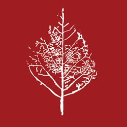 Instituto de Angiologia Raja Venkata - Cirurgia Vascular e Endovascular