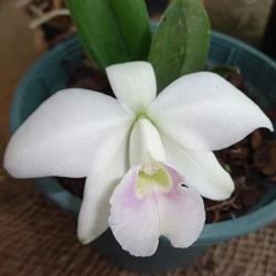 Orquidário Paulista