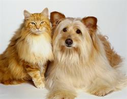Paraiso Vet Care