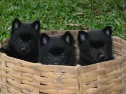 Canil First Dog