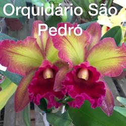 Orquidário São Pedro