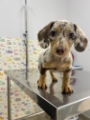 Pediatria Veterinária