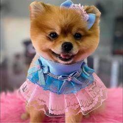 Meu Pet é Mimado.