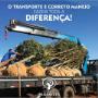 Transplante-de-árvores-adultas-árvores-grandes