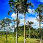 comprar Árvores para Paisagismo Palmeiras Plantas