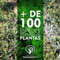 VENDA DE ÁRVORES ADULTAS, ÁRVORES FRUTIFERAS, PALMEIRA, PLANTAS
