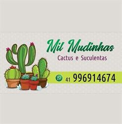 Mil mudinhas cactos suculentas.