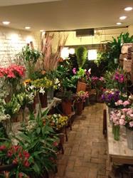 Arteplantas
