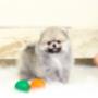 lulu da pomerânia