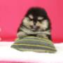 lulu da pomerânia
