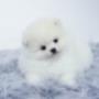 spitz alemão