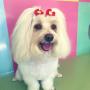 Cachorro após banho
