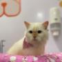 Gato após cuidados vetenários na Pet Gatô