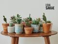 Loja-Sakae-Pirabeiraba