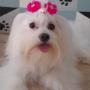 Bicho Curioso_03