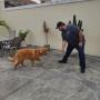 Adestrador de cães rj, nossos principais serviços oferecidos: Educação sanitária, correção de vícios