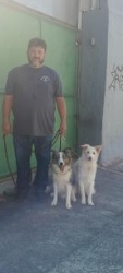 ADESTRADOR DE CÃES ILHA DO GOVERNADOR RJ