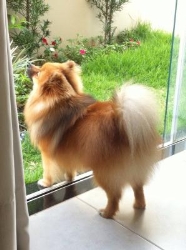 Adestrador de cães nilopolis rj