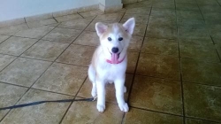 Adestrador de cães Nova iguaçu rj