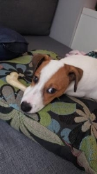 Adestrador de cães rj
