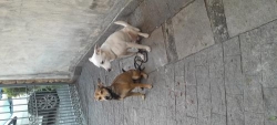 Adestrador de cães bangu rj