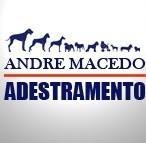 Adestramento de cães Iraja
