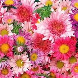 Mande Flores