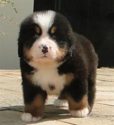 Pet Faccioni