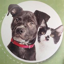 Bicho Bacana Veterinários