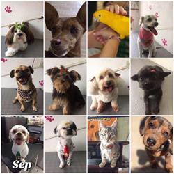 Pet Shop - Banho e Tosa Quatro Patas
