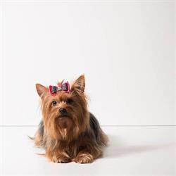 Casa Pet